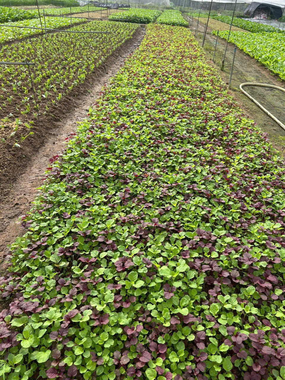 CÔNG TY TNHH THỰC PHẨM HAPPY FARM